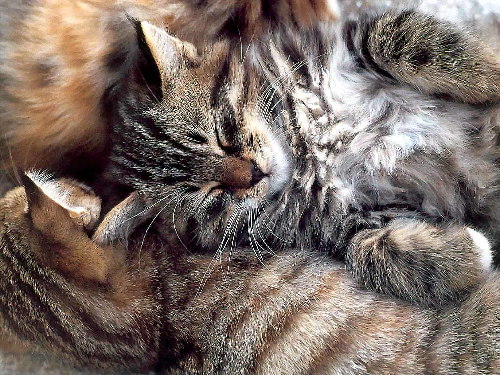 Gatti (243)
